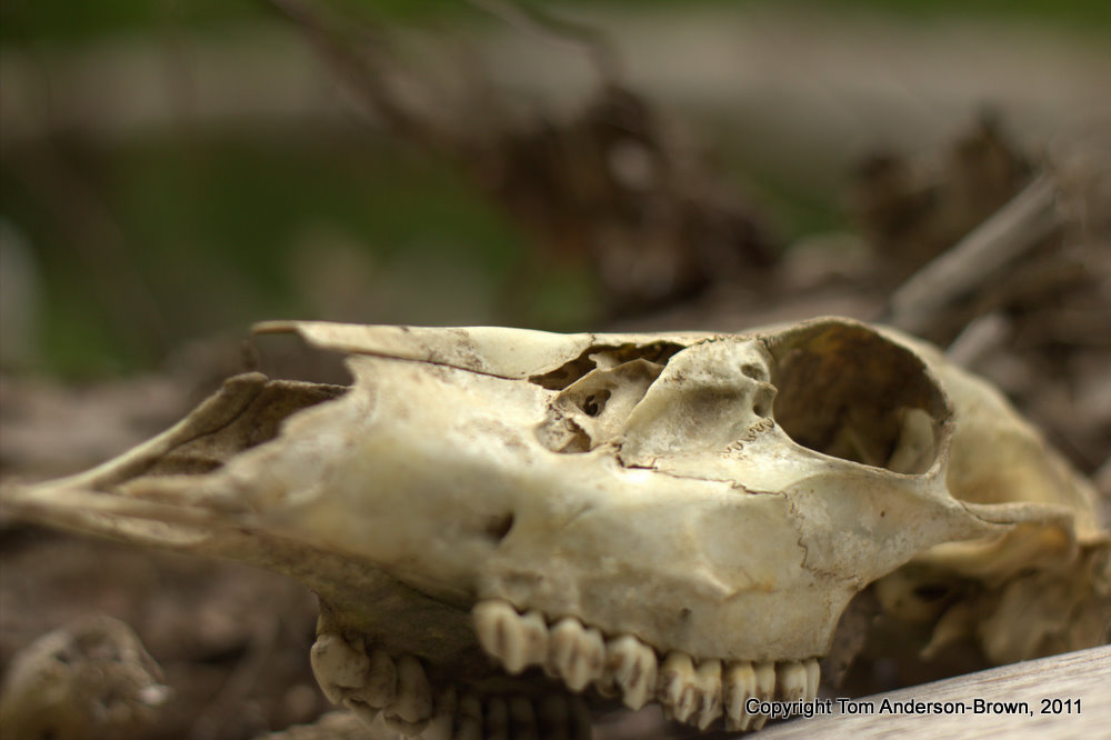 whitetail deer skull. Whitetail Deer skull near