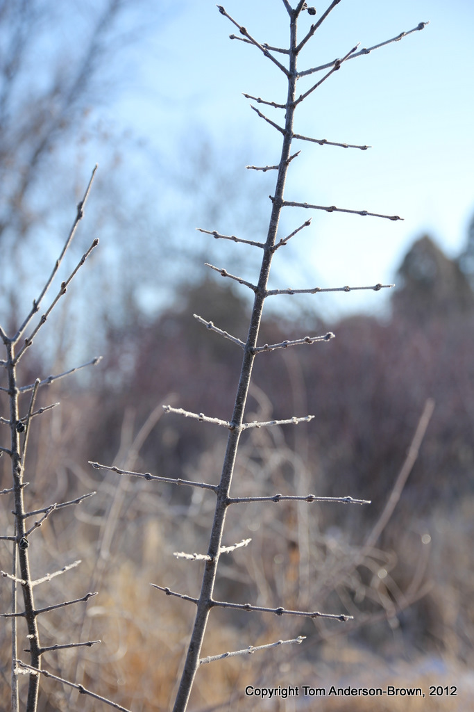 Frozen buds, Driftless, Wisconsin