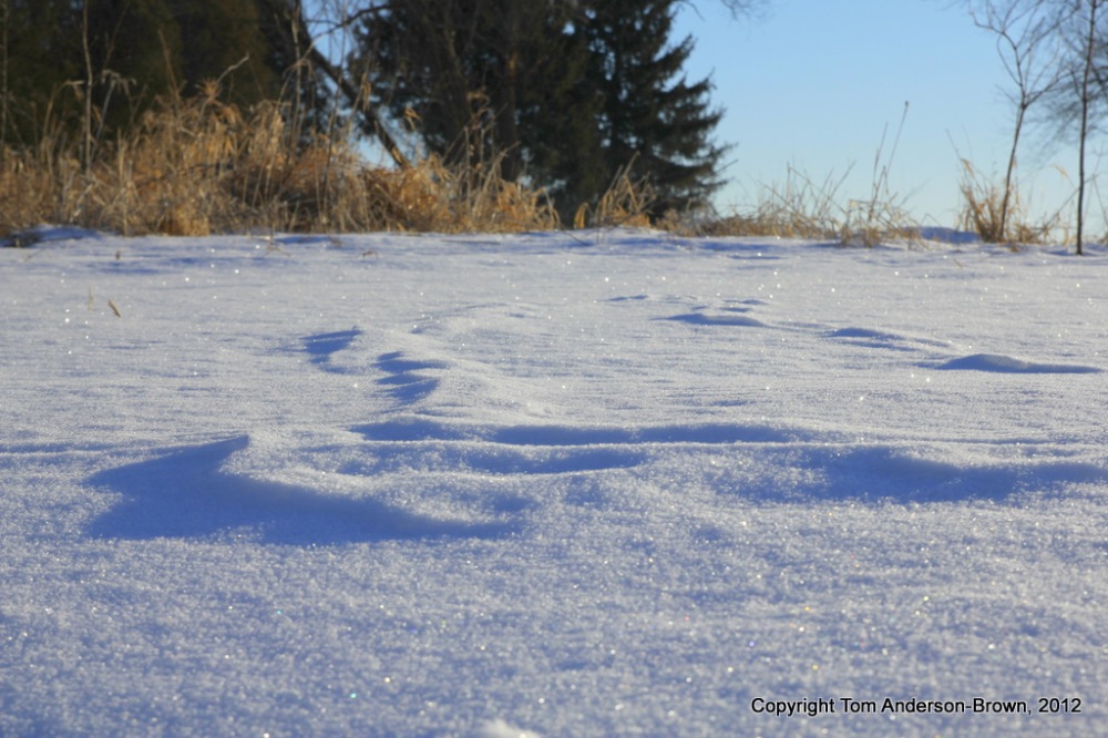 Windblown tracks, glittering snow, Driftless, Wisconsin